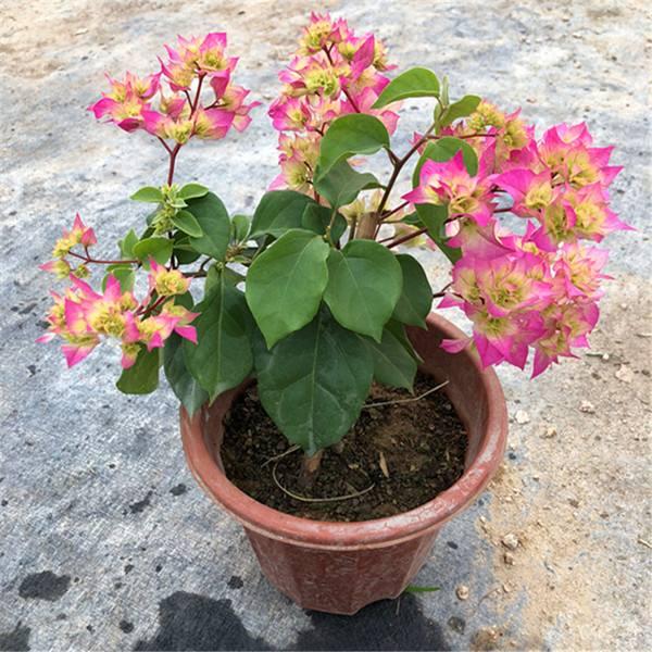 想让三角梅花量翻倍，别忘“拉腿伸胳膊”，株型美，花开压弯枝