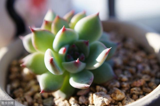 多肉植物叶片扦插不生根？教你1招，生根快，小苗“噌噌”变中苗