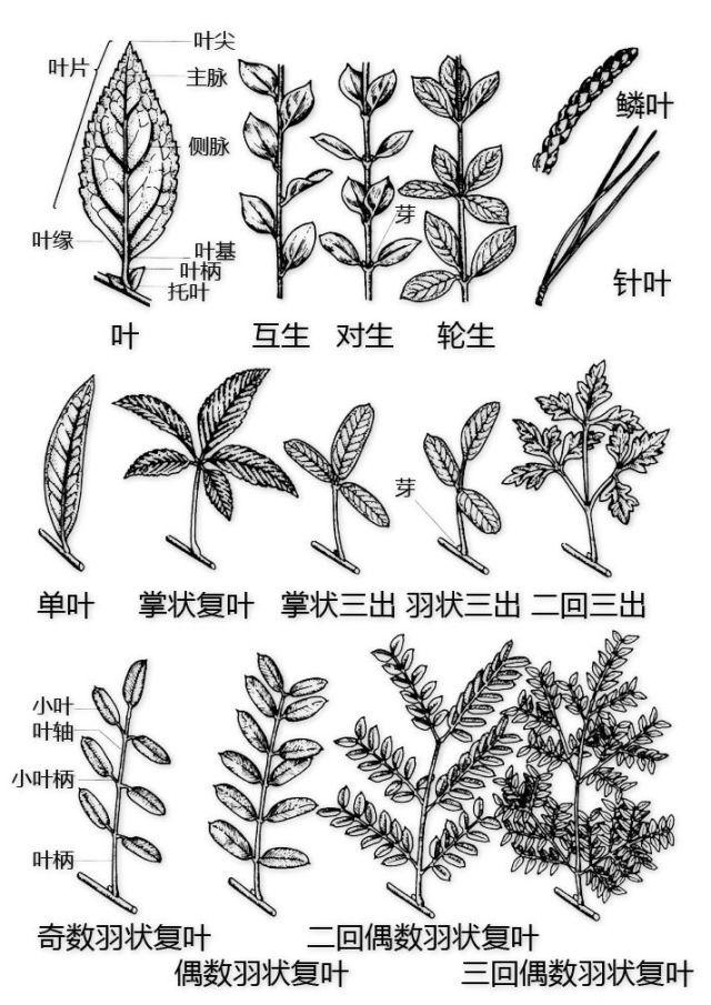 史上最全的植物形态图解，教你分分钟认识所有植物