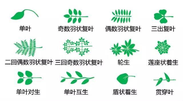 史上最全的植物形态图解，教你分分钟认识所有植物