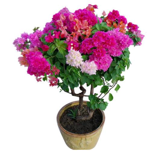 想让三角梅花量翻倍，别忘“拉腿伸胳膊”，株型美，花开压弯枝