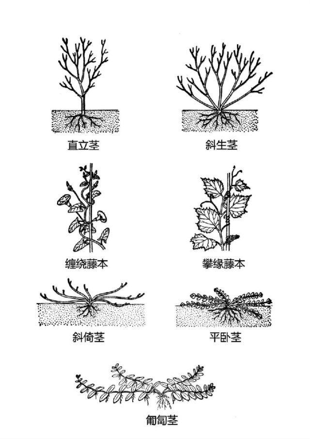 史上最全的植物形态图解，教你分分钟认识所有植物