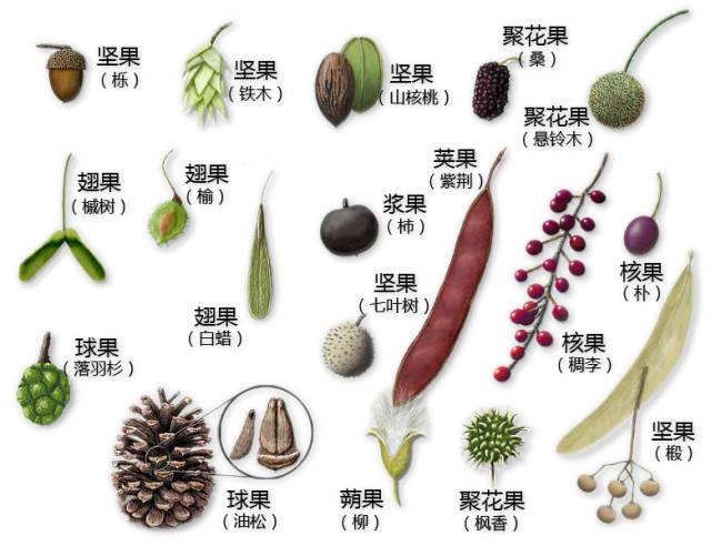 史上最全的植物形态图解，教你分分钟认识所有植物