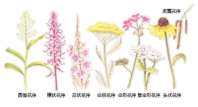 史上最全的植物形态图解，教你分分钟认识所有植物