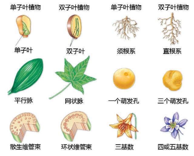 史上最全的植物形态图解，教你分分钟认识所有植物