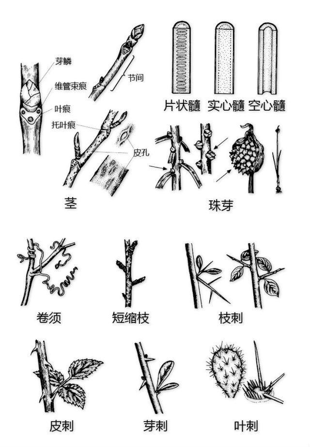 史上最全的植物形态图解，教你分分钟认识所有植物