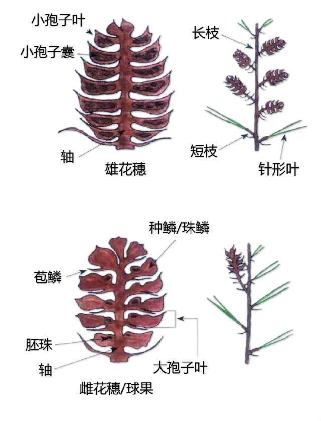史上最全的植物形态图解，教你分分钟认识所有植物