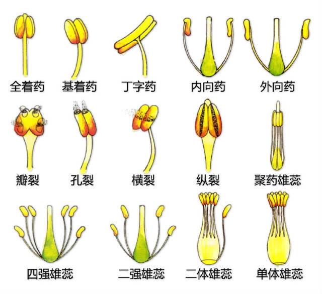 史上最全的植物形态图解，教你分分钟认识所有植物