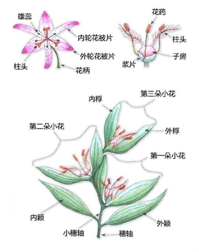 史上最全的植物形态图解，教你分分钟认识所有植物