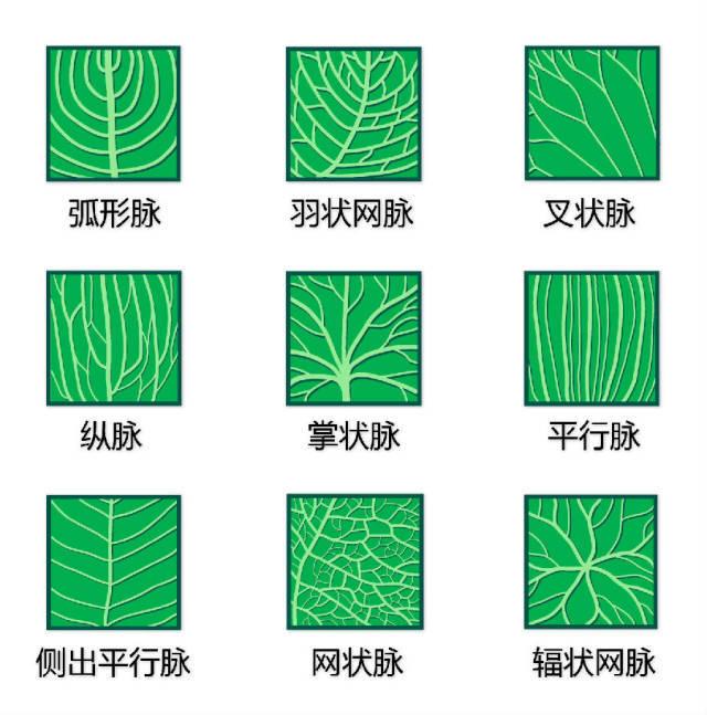 史上最全的植物形态图解，教你分分钟认识所有植物