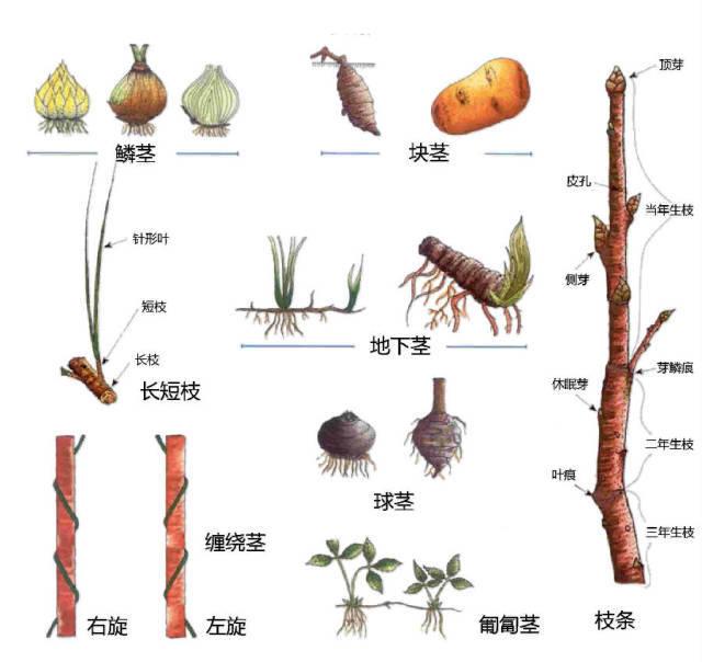 史上最全的植物形态图解，教你分分钟认识所有植物
