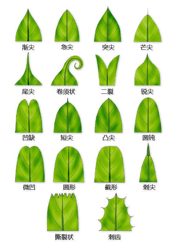 史上最全的植物形态图解，教你分分钟认识所有植物