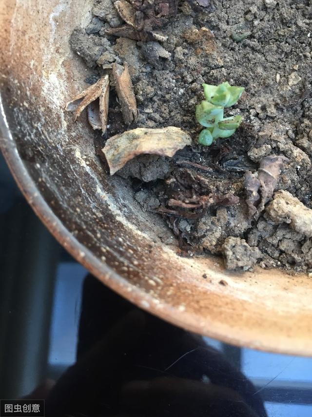多肉植物叶片扦插不生根？教你1招，生根快，小苗“噌噌”变中苗