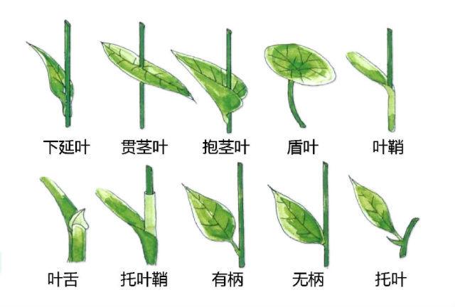 史上最全的植物形态图解，教你分分钟认识所有植物