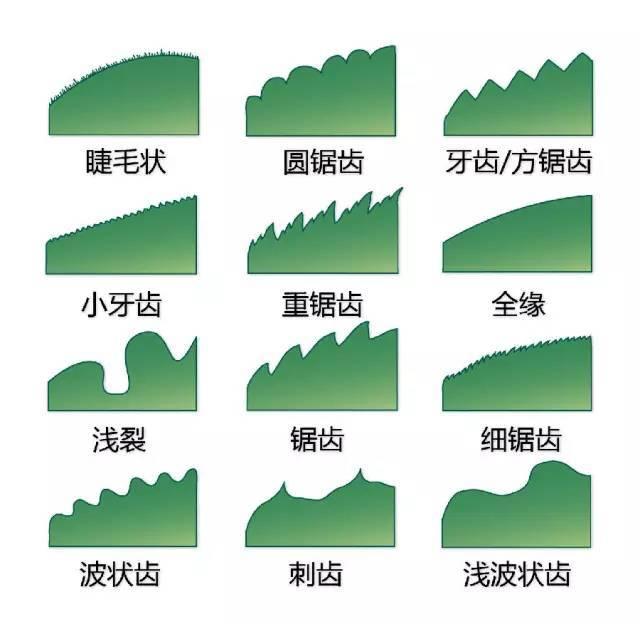 史上最全的植物形态图解，教你分分钟认识所有植物