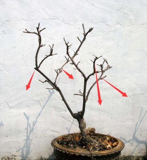 想让三角梅花量翻倍，别忘“拉腿伸胳膊”，株型美，花开压弯枝