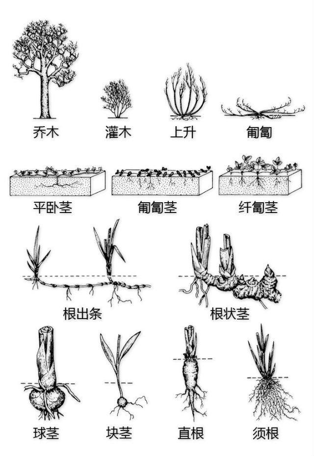 史上最全的植物形态图解，教你分分钟认识所有植物