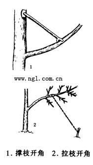 想让三角梅花量翻倍，别忘“拉腿伸胳膊”，株型美，花开压弯枝