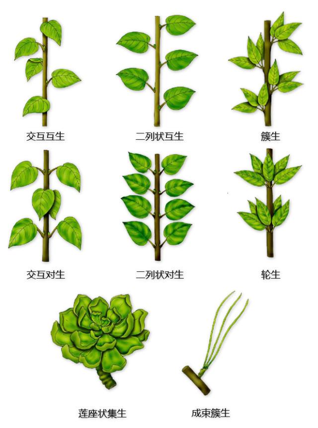 史上最全的植物形态图解，教你分分钟认识所有植物