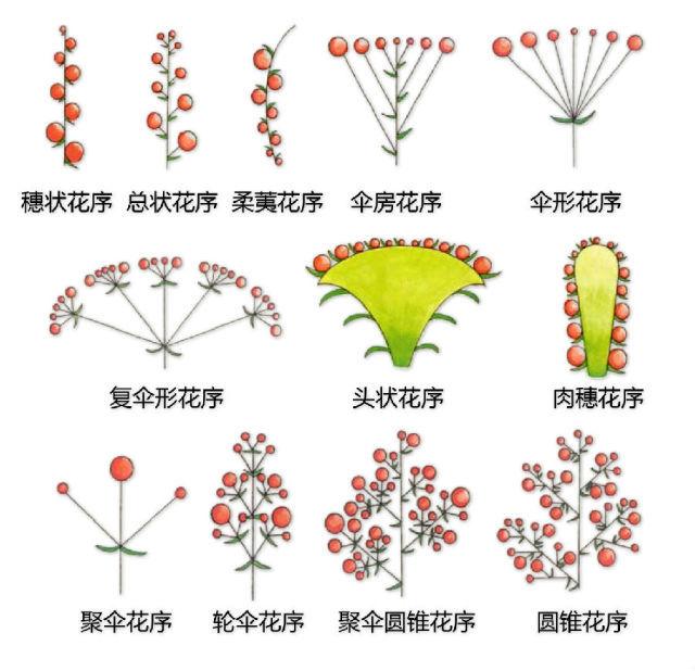 史上最全的植物形态图解，教你分分钟认识所有植物
