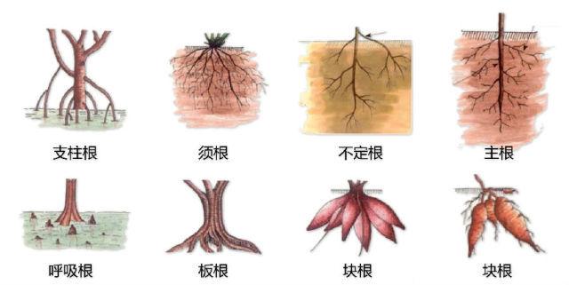 史上最全的植物形态图解，教你分分钟认识所有植物