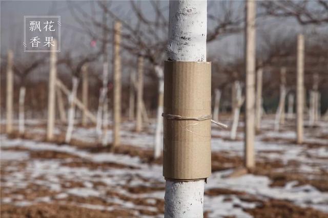在果树上造一个温暖的陷阱，对付害虫简单又实用