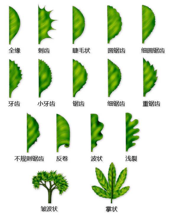 史上最全的植物形态图解，教你分分钟认识所有植物