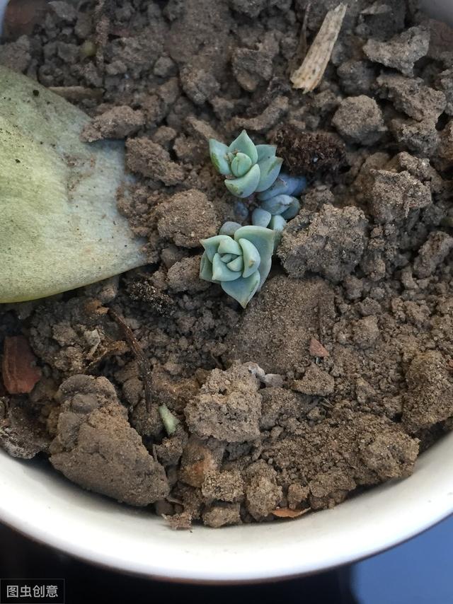 多肉植物叶片扦插不生根？教你1招，生根快，小苗“噌噌”变中苗