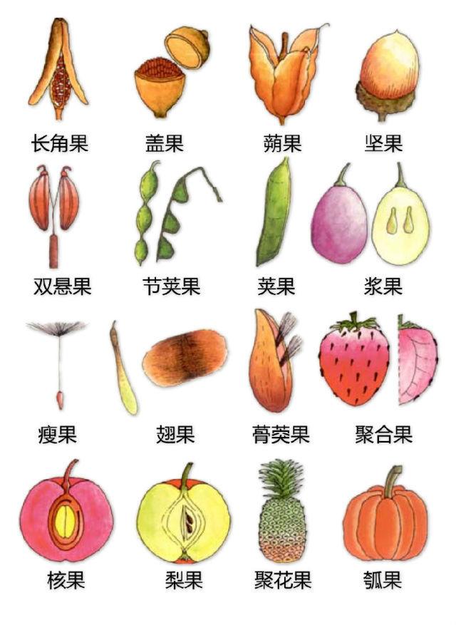 史上最全的植物形态图解，教你分分钟认识所有植物
