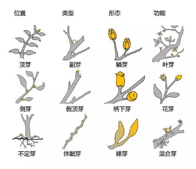史上最全的植物形态图解，教你分分钟认识所有植物