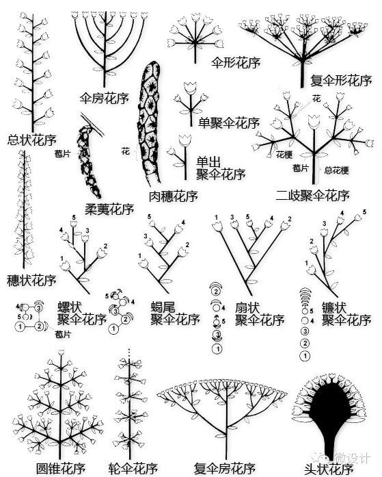 史上最全的植物形态图解，教你分分钟认识所有植物