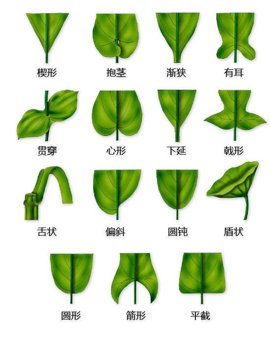 史上最全的植物形态图解，教你分分钟认识所有植物