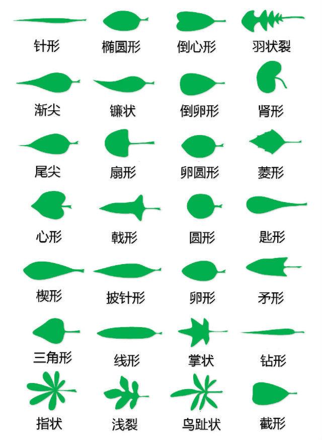 史上最全的植物形态图解，教你分分钟认识所有植物