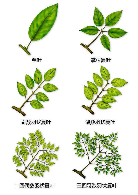 史上最全的植物形态图解，教你分分钟认识所有植物