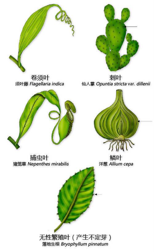 史上最全的植物形态图解，教你分分钟认识所有植物