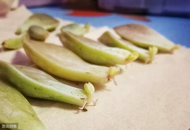 多肉植物叶片扦插不生根？教你1招，生根快，小苗“噌噌”变中苗