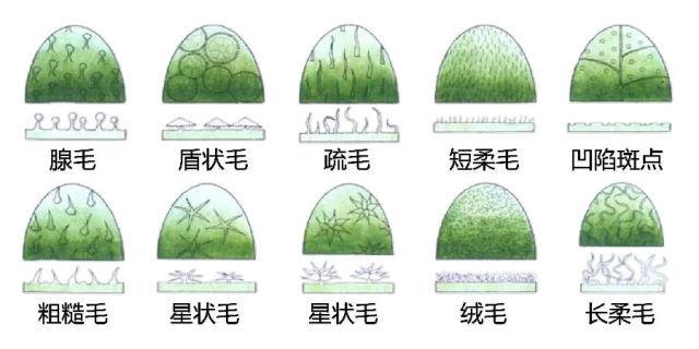 史上最全的植物形态图解，教你分分钟认识所有植物