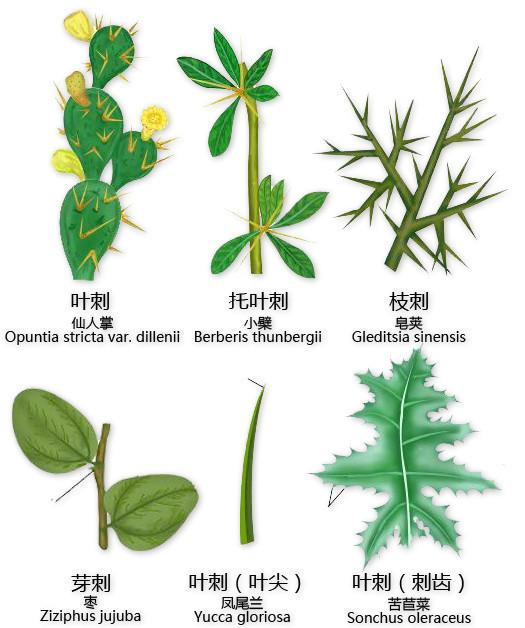 史上最全的植物形态图解，教你分分钟认识所有植物