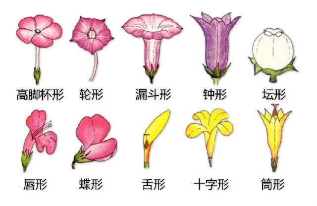 史上最全的植物形态图解，教你分分钟认识所有植物