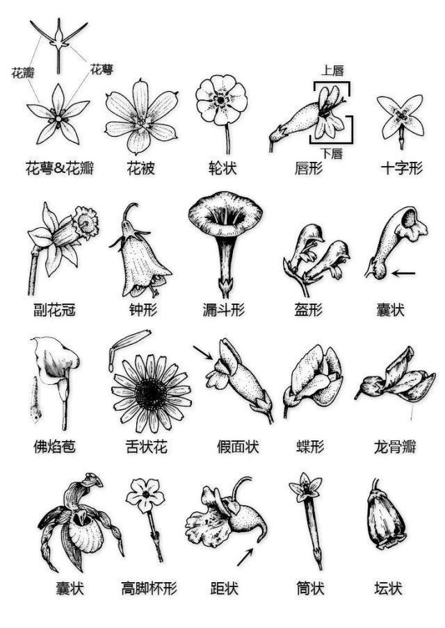 史上最全的植物形态图解，教你分分钟认识所有植物