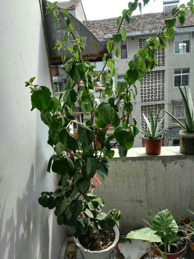 想让三角梅花量翻倍，别忘“拉腿伸胳膊”，株型美，花开压弯枝