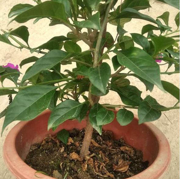 想让三角梅花量翻倍，别忘“拉腿伸胳膊”，株型美，花开压弯枝