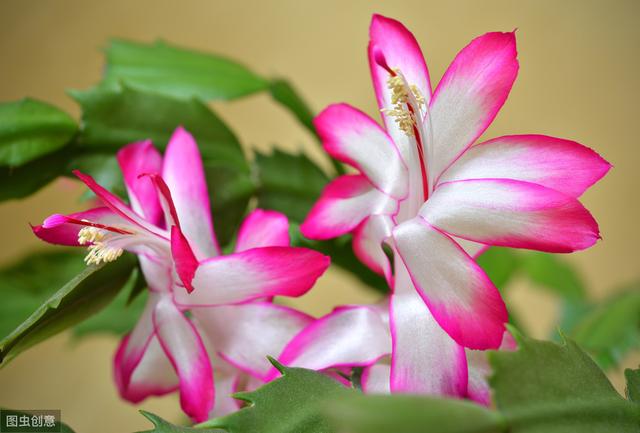 想让蟹爪兰花开不谢，掌握3个小“秘密”，花期能达100天