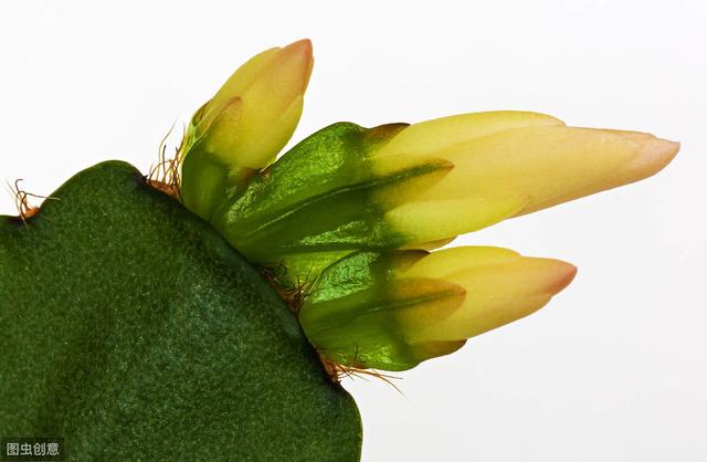想让蟹爪兰花开不谢，掌握3个小“秘密”，花期能达100天