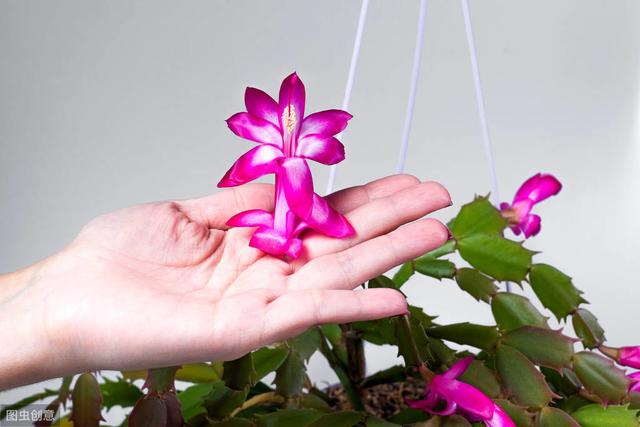 想让蟹爪兰花开不谢，掌握3个小“秘密”，花期能达100天