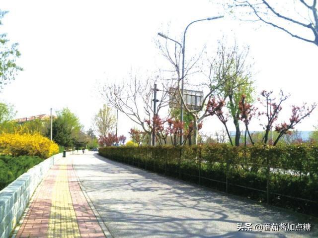 走出紫叶李冬季重度回缩修剪的误区，再看紫叶李该如何修剪、塑形