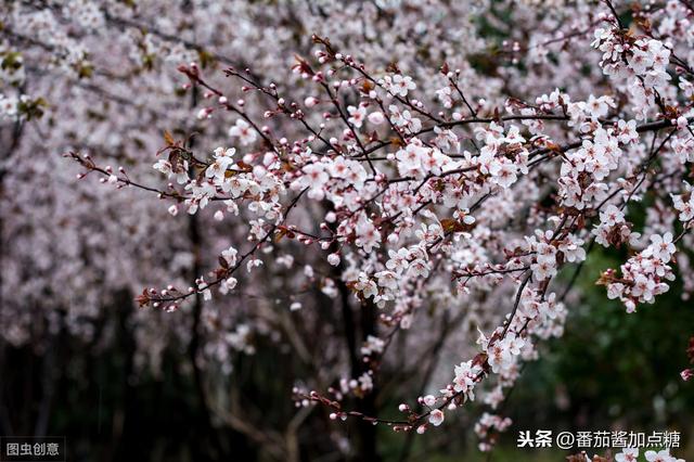 走出紫叶李冬季重度回缩修剪的误区，再看紫叶李该如何修剪、塑形