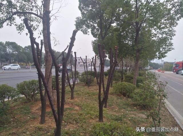 走出紫叶李冬季重度回缩修剪的误区，再看紫叶李该如何修剪、塑形