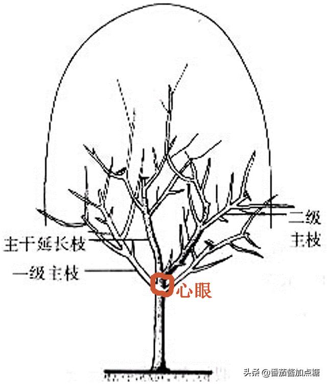 走出紫叶李冬季重度回缩修剪的误区，再看紫叶李该如何修剪、塑形