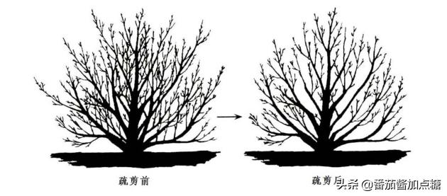 走出紫叶李冬季重度回缩修剪的误区，再看紫叶李该如何修剪、塑形